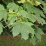 Acer platanoides.png